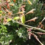 Agastache rupestris Leaf