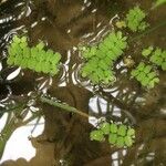 Salvinia natans Leaf