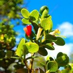 Syzygium deplanchei Otro
