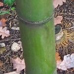 Phyllostachys sulphurea Bark