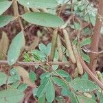 Indigofera pedunculata Ovoce