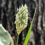 Phalaris canariensis Flor