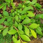 Vaccinium angustifolium Folha