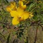 Senna occidentalis Blomma