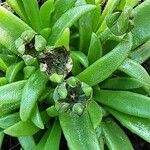 Delosperma sutherlandii Fruitua