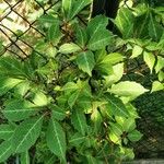 Parthenocissus henryana পাতা