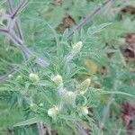 Ambrosia artemisiifolia Flower