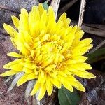 Taraxacum officinale Flower