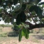 Terminalia sericea Leaf