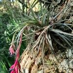 Tillandsia aeranthos 整株植物