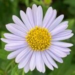 Aster incisus Blomst