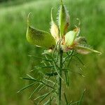 Genista hispanica Fruchs