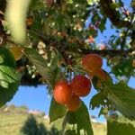 Prunus avium Meyve
