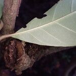 Rothmannia whitfieldii Leaf