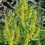 Rumex maritimus عادت