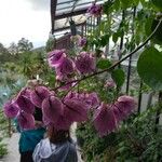 Bougainvillea glabraVirág