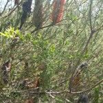 Banksia ericifolia Feuille