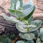 Asclepias latifolia ᱥᱟᱠᱟᱢ