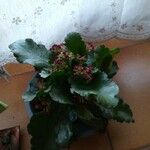 Kalanchoe blossfeldianaLapas