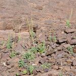 Reseda villosa موطن