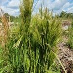 Andropogon bicornis Leaf