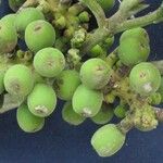 Sorocea pubivena Fruto