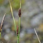 Carex saxatilis Ovoce