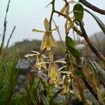 Epidendrum pittieri പുഷ്പം