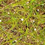 Oldenlandia lancifolia Floare