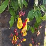 Thunbergia mysorensis Blüte
