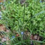 Cyperus brevifolius برگ