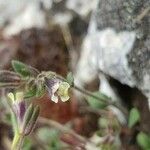 Chaenorhinum rubrifolium 花
