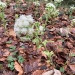 Petasites albus ഇല