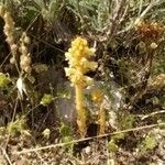 Orobanche flava Habit