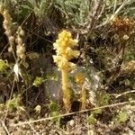 Orobanche flava Hábito