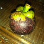 Garcinia mangostana 果實