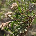 Baccharis salicifolia Blatt