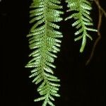 Libocedrus plumosa Rusk