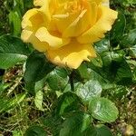 Rosa × odorata Fiore