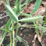 Dactyloctenium aegyptium 果實