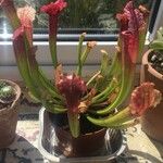 Sarracenia leucophylla 葉