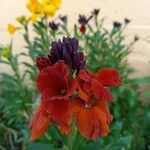 Erysimum × cheiri Floare
