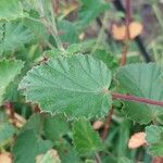 Pelargonium betulinum Hostoa