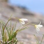 Gagea serotina Flower