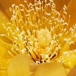 Opuntia stricta Прочее