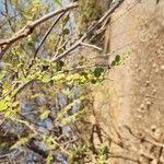 Ziziphus spina-christi Yeri