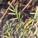 Astragalus varius Лист