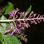 Palicourea angustifolia Flower