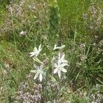 Ornithogalum narbonense Flower