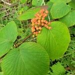 Viburnum lantanoides Fruit